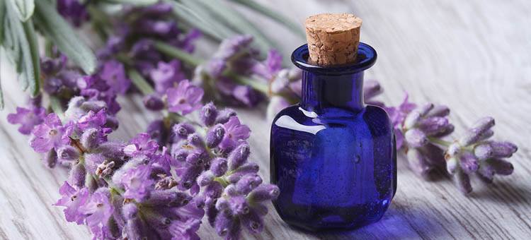 Lavender Oil or Lavandula Angustifolia