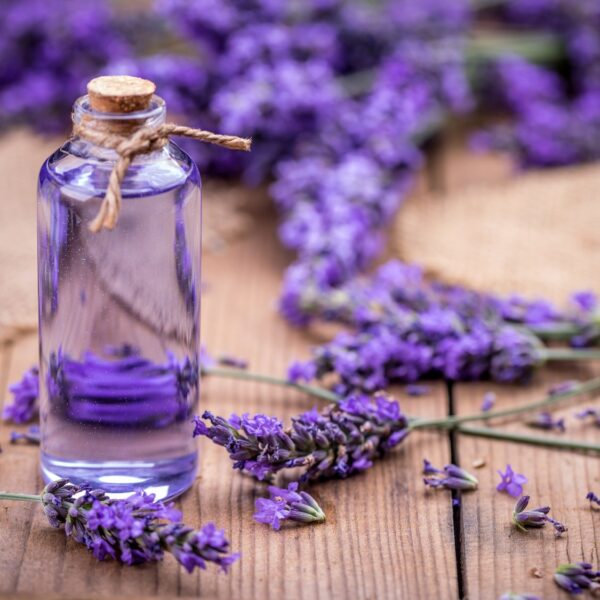 Fresh lavender flowers with massage oil