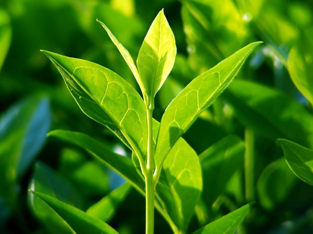 tea tree