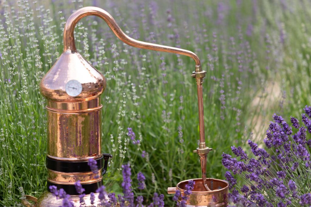 Lavender