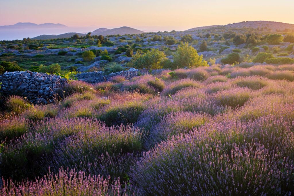 Lavender Essential oil benefits 